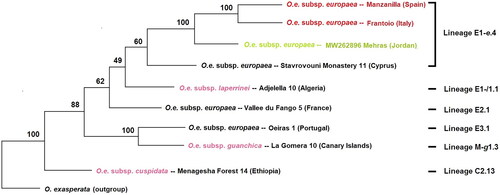 Figure 3. Maximum-likelihood phylogenetic tree of Mehras along with other cultivars (Manzanilla (SRX6614320), Frantoio (SRX6614303), Stavrovouni Monastery 11 (MG372117), Vallee du Frango (MG372118), Oeiras (MG372119)), and related species (O. e. L. subsp. laperrinei (MG372121), O. e. L. subsp. guanchica, (MG372120), and O. e. L. subsp. cuspidata (MG372116)) based on 52 mitochondrial protein-coding genes and introns. Percentage bootstrap values are given on each branch (1000 runs).