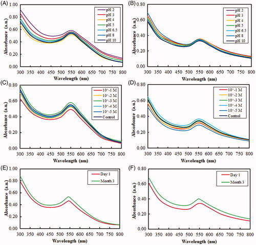 Figure 5. UV–vis absorbance spectra of the obtained nanoparticles depicting their high stability in various conditions due to protein capping. Stability of DCY51T-AuNps and DCY51T-AuCKNps against varied pH conditions (A, B) and electrolytic concentrations (C, D) and three-month storage (E, F), respectively.
