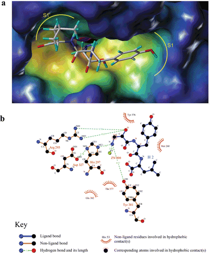 Figure 3.  The docking result of compound 16l with APN showed by LIGPLOT. (a) The docking result of 16l with APN (16l is showed in capped sticks mode). (b) The docking result of compound 16l is shown by LIGPLOT.