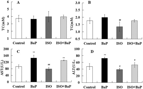 Figure 6. Effects of ISO on liver function of mice exposed to BaP. Levels of TC (A), TG (B), AST (C) and ALT (D) in serum were measured to reflect the liver function after exposure with BaP or/and ISO. The results are shown as the means ± SD of thirteen separate experiments. **p < 0.01 and *p < 0.05 are compared with the control treatment, ##p < 0.01and #p < 0.05, as compared with BaP treatment.