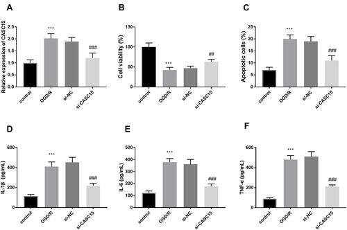 Figure 2 (A) The expression of CASC15 was successfully decreased by si-CASC15. (B and C) Underexpression of CASC15 restored the OGD/R damage on cell viability and apoptosis. (D–F) OGD/R contributed to the enrichment of IL-1β, IL-6, and TNF-α, while silenced CASC15 suppressed these effects. ***P < 0.001, compared to control; ##P < 0.01, ###P < 0.001, compared to OGD/R.
