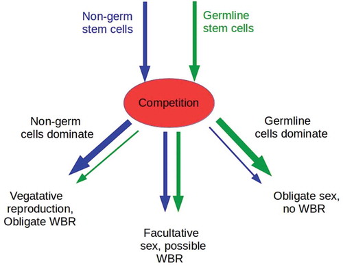 Figure 1. Competition between non-germ and germline stem cells can lead to three classes of outcomes. If non-germ cells dominate and suppress the proliferation of germ cells, animals can be expected to be vegetative reproducers with obligate WBR to replace missing structures following fission or damage (left branch of diagram). If germline cells dominate and suppress the proliferation or totipotency of non-germ cells, animals can be expected to be obligate gametic reproducers with at least one sex, the female, if parthenogenic (right branch of diagram). If neither dominates, or if dominance is only partial, animals can be expected to be facultatively sexual, and capable of vegetative reproduction with WBR, parthenogenesis, or both. Similar competitive mechanisms may operate in plants, though we do not consider these here