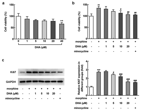 Figure 1. DHA reduced morphine-induced cell viability in BV-2 cells