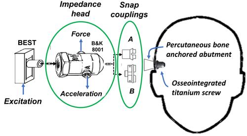 Figure 3 Mechanical point impedance set-up comprising an excitation transducer (BEST) and an impedance head (B&K 8001) and two different snap couplings A and B, where A snaps into the inside of the abutment and B snaps over the outside of the abutment. The osseointegrated implant comprises an osseointegrated titanium screw and a skin penetrating titanium abutment firmly attached to each other by an internal screw not shown in the figure.