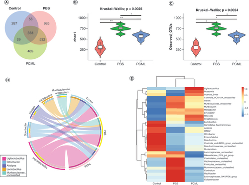 Figure 8. Gut microbiota distribution and composition based on the 16S rRNA gene amplicon sequencing. (A) Venn diagram of the distribution differences of OTUs in control, PBS and PCM + L groups. (B & C) The α-diversity of gut microbiota was estimated by (B) the Chao1 and (C) the observed species indexes (*p < 0.05; **p < 0.01). (D) Circos plot at the genus level. The left side of the circle represents species and the right side represents different groups. (E) The heat map of abundance distribution of gut microbiota in three groups with the top 30 species at the genus level.L: Laser; OTU: Operational taxonomy unit: PBS: Phosphate-buffered saline; PCM: Bufotalin–Prussian blue biomimetic nanoparticle.