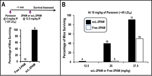 Figure 5 Demonstration that scL-2PAM is superior to free 2-PAM in rescuing mice from otherwise-lethal exposures to paraoxon. (A) Mice were administered paraoxon at ~2x LD50 (5mg/kg), a level that kills 100% of the animals. At ~1 minute after injection of paraoxon, animals were administered either 12.5 mg/kg of free 2-PAM or an equivalent oxime dose as scL-2PAM and survival monitored. No mice were rescued from death by free 2-PAM (n=10) whereas all mice (n=9) receiving scL-2PAM survived. (B) Survival achieved with scL-2PAM is dependent on both the paraoxon exposure level and the countermeasure dose. Experimental conditions were as in Panel A except that paraoxon was elevated to ~4x LD50 (10 mg/kg). At this paraoxon level, no survivors were seen with scL-2PAM at 12.5 mg/kg. However, increasing scL-2PAM to 25 mg/kg resulted in 40% survival, whereas free 2-PAM at 25 mg/kg was incapable of rescuing any mice. Further increase of the oxime doses to 37.5 mg/kg resulted >90% survival with scL-2PAM compared to 50% with free 2-PAM. Numbers above the bars represent the number of mice in each group.