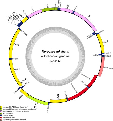 Figure 2. Gene map of the mitochondrial genome of Meroplius fukuharai (GenBank accession number: OR270120), with 13 protein-coding genes, 22 tRNAs, and two rRNAs.