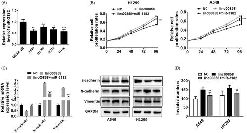 Figure 4. linc00858 promote lung cancer development through negatively regulate miR-3182. (A) The expression of miR-3182 was significantly downregulated in lung cancer cell lines. (B) Overexpression of miR-3182 partially rescued the effect of linc00858 in A549 and H1299 cell lines. (C) Overexpression of miR-3182 can upregulated the expression of EMT markers compared with linc00858 group. (D) Rescue experiment revealed that miR-3182 promoted the cell invasion compared with linc00858 group.