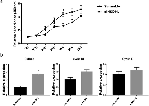 Figure 6. NSDHL knockdown increased 3T3-L1 preadipocytes proliferation.