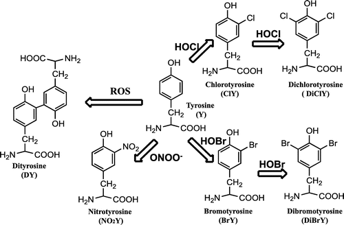 Figure 2. Tyrosine Modification by ROS, halogenating species (HOCl and HOBr), and peroxynitrite (ONOO−).