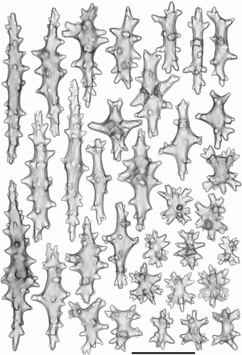 Figure 4.  Anthomastus grandiflorus syntype (USNM 30181). Sclerites of stalk. Scale 0.1 mm.