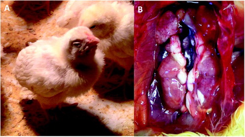 Figure 1. Clinical signs/gross lesions were observed after infection with AvCoV strains. (A) Chicks infected with the pigeon-67T strain at 5 dpi presenting clinical signs such as depression and prostration. (B) Gross lesions observed in the chicken-810 group at 4 dpi with swollen and pale kidneys and ureters distended with white urates.