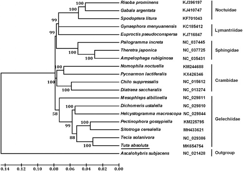 Figure 1. Phylogenetic tree showing the relationship between T. absoluta and 18 other moths based on neighbour-joining method. Ascalohybris subjacens was used as an outgroup. GenBank accession numbers of each species were listed in the tree. Moth determined in this study was underlined.