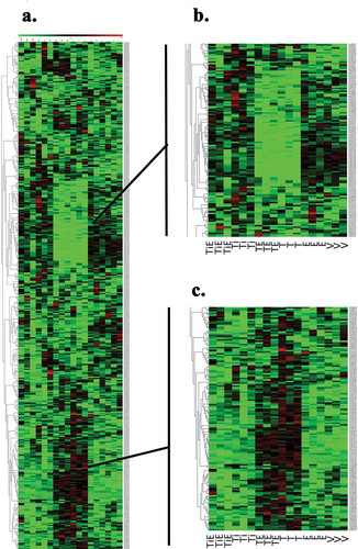 Figure 6. (a) Comparison of microarray data to previously published [Citation6] Cancer PathwayFinder RT2 Profiler PCR array data. (b) Inhibitory Effect of talc alone and in combination with oestrogen on macrophages after 24 h exposure when compared to other samples. (c) Stimulatory effect of talc alone and in combination with oestrogen. (TiE = Titanium Dioxide + Oestrogen, Ti = Titanium Dioxide, TE = Talc + Oestrogen, T = Talc, E = Oestrogen and V = Vehicle Control). (n) = 3/group. Colour is proportional to gene value (green = low, red = high)
