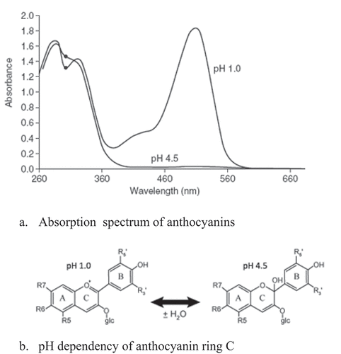 Figure 2. The pH dependency of anthocyanin concentration and structure.