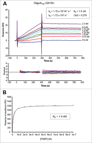 Figure 2. Kinetic analyses of PABP binding to 5′ biotinylated OligoA120 RNA (220 RU) immobilized onto a SA sensor chip surface. (A) Sensorgrams of the binding profiles using a Langmuir 1:1 binding model (top panel) and residuals plots (bottom panel) are shown. Concentrations of PABP injected are indicated on the right of the sensorgrams. Kinetic parameters (ka, kd and KD) and the Chi2 value of the fitting are also indicated. (B) Plot of the response vs. PABP concentration used for the steady-state affinity fitting with the BIAevaluation software (see text for details).