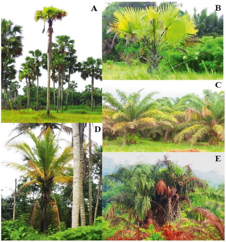 Fig. 1 (Colour online) Symptoms of necrosis and yellowing in older leaves observed in palms surveyed in Grand-Lahou corresponding to species B. aethiopium (A, old plant; B, young plant); E. guineensis (C); and R. vinifera (E); and CILY-like stage 2 and 3 symptoms in C. nucifera (D).