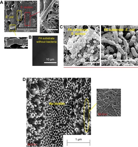 Figure 6 SEM image from (A) surface of FA-E.coli-S.aureus after biofilm assay, (B) surface of virgin FA, (C) FA-E.coli and FA-S.aureus and (D) NAMC after biofilm assay.Abbreviations: E. coli, Escherichia coli; FA, flat alumina; NAMC, nanoporous alumina-multiwalled carbon nanotubes; S. aureus, Staphylococcus aureus.