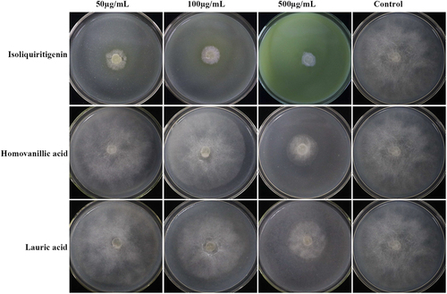 Figure 5. Mycelial growth of P. nicotianae after 4 days treatment with isoliquiritigenin, homovanillic acid and lauric acid with strong inhibitory activity.