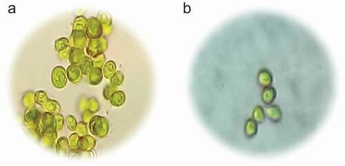 Plate 3. Microscopic examination at 400X magnification a) Chlorella sp. and b) Neochloris sp