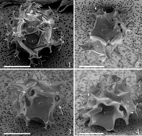 Plate 10. 1–4. Scanning electron micrographs of antapical views of four different specimens of Spiniferites elongatus from the Barents Sea with significant variation in the elevation of sutural crests, showing the antapical plate configuration with significant variation in fusion of ventral antapical multifurcate processes, indicated by white arrows on all specimens. 1p = posterior intercalary plate, ls = left sulcal plate, ps = posterior sulcal plate, rs = right sulcal plate. Scale bars = 10 µm.