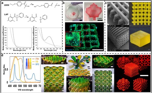 Figure 10. Summary of some common photo-initiators. (a) Cleavage of Omnirad2959 and LAP into substituent radicals following photon absorption, with molar absorptivities and cleavage products (dashed line) of the Omnirad2959 (left) and LAP (right), respectively They were reprinted with permission from [Citation127]. (b) Maple leaf structure printed by Eosin Y-based photopolymerisation of GelMA bio-ink and NIH-3T3 cell-laden printed sample at day five stained with DAPI for nuclei (blue) and phalloidin 488 for F-actin (green) Reprinted by permission from [Citation138]. (c) The structure was obtained from a photopolymer system with TPO nanoparticles Reprinted with permission from [Citation134]. (d) Normalised absorption of photo-initiators Omnirad784, CQ, and blue food dye and substrates 3D structure fabricated using a polymer containing PEGDA, Omnirad784 (left) and Rhodamine B (right). Reprinted with permission from [Citation139].