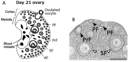 Figure 1. A) A schematic view of mouse ovary at day 21 after birth (Hayashi et al. Citation2020). B) A close view of mouse ovary at day 14 after birth. Note that one primary follicle (PrF) started to grow at a place very close to the ovarian surface (Choi et al. Citation2008). PF stands for primordial follicle, SF secondary follicle, and AF antral follicle.