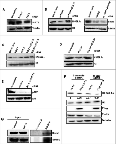 Figure 3. SIRT6 deacetylates H3K56Ac in the absence of mTORC2. (A) Disruption of mTORC2 signaling does not alter SIRT6 expression. HeLa cells were transfected with scramble, rictor, or TSC2 siRNA. After 48 h of transfection, cells were harvested and whole cell lysates were resolved on SDS-PAGE. Levels of SIRT6 were analyzed by Western blot. (B) SIRT6 deacetylates H3K56 in the absence of mTOR. HeLa cells were transfected with scramble, mTOR or in a combination of mTOR and SIRT6 siRNA. After 72 h of transfection, whole cell lysates were analyzed for H3K56Ac levels by Western blot. (C) SIRT6 deacetylates H3K56 in the absence of TSC complex. HeLa cells were transfected with either scramble, TSC1, TSC2 siRNA or in combination with SIRT6 siRNA. After 48 h of transfection, whole cell lysates were analyzed for H3K56Ac levels by Western blot. (D) The decrease in H3K56Ac resulting from rictor depletion is recovered by SIRT6 knockdown. HeLa cells were transfected with either scramble, rictor siRNA or in combination with SIRT6 siRNA. After 48 h of transfection, whole cell lysates were analysed for H3K56Ac levels by Western blot. (E) Decrease in AKT S473 phosphorylation resulting from rictor depletion cannot be rescued by SIRT6 knockdown. HeLa cells were transfected with scramble or rictor siRNA alone or transfected with rictor and SIRT6 siRNA. After 48 h of transfection, whole cell lysates were analyzed for Aktser473 phosphorylation and AKT levels by Western blot. (F) mTORC2 negatively regulate deacetylase activity of SIRT6. HeLa cells were transfected with scramble or rictor siRNA for 48 h and then cells were transfected with the FLAG-SIRT6 plasmid for 24 hours. Whole cell lysates were resolved on SDS-PAGE and analyzed for indicated proteins by Western blot. (G) SIRT6 interacts with rictor. Endogenous SIRT6 was co-immunoprecipitated from HeLa cells with SIRT6 specific antibody and lysates were analyzed for the presence of rictor by Western blot.