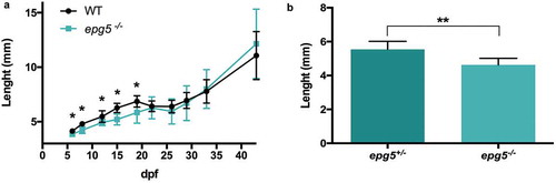 Figure 7. epg5-/- larvae display slower growth rates. (a) Growth curve of WT and epg5-/- larvae derived from homozygous parents. Body length (in mm) was measured from 6 dpf to 44 dpf. The body length of epg5-/- larvae was significantly lower than WT from 6 to 19 dpf. Statistical significance was determined by multiple t-test comparing each age group using the Holm-Sidak method, and each age group was analyzed individually without assuming a consistent SD. Data are presented as mean ± SD (*, P < 0.05; n = 16 for each age and genotype). (b) Body length of siblings at 15 dpf from an outcross between one heterozygous female and one homozygous male. Statistical significance was determined by Student’s t-test. Data presented as mean ± SEM (**, P < 0.01; epg5-/-, n = 8; epg5±, n = 7).