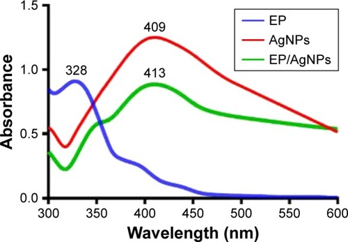 Figure 1 Ultraviolet–visible absorption spectra of EP, AgNPs, and synthesized EP/AgNPs.Abbreviations: EP, Eysenhardtia polystachya extract; AgNPs, silver nanoparticles; EP/AgNPs, Eysenhardtia polystachya-loaded silver nanoparticles.