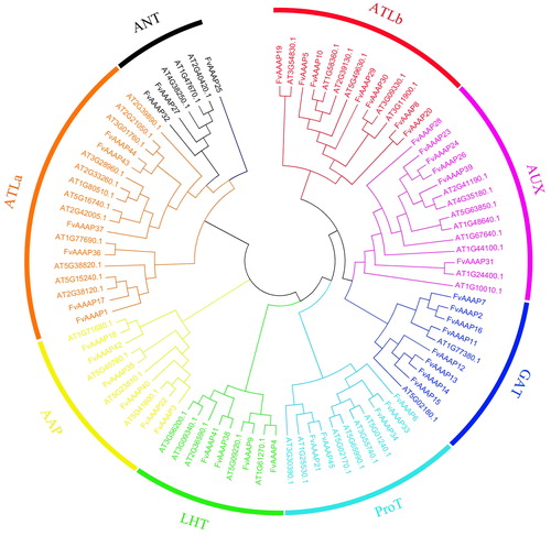 Figure 1. Phylogenetic tree of AAAPs. At represented Arabidopsis, Fv represented strawberry. The phylogenetic tree was generated using the amino acid sequences of selected AAAPs via neighbor-joining methods. Bootstrap values by using 1000 replicates are indicated at each node. All strawberry AAAPs, together with Arabidopsis homologues were classified into 8 groups, that are: Amino acid permease (AAP), lysine and histidine transporter (LHT), ?-aminobutyric acid transporter (GAT), auxin transporter (AUX), proline transporter (ProT), aromatic, neutral amino acid transporter (ANT) and amino acid transporter-like (including ATLa and ATLb) subfamilies.