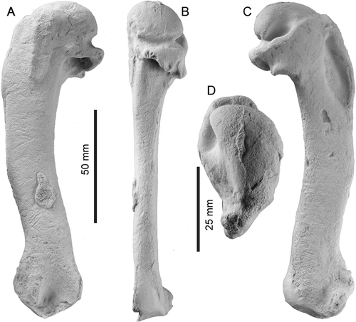 Figure 2  Left humerus of Kaiika maxwelli (holotype, OU 22402). A, Dorsal; B, posterior; C, ventral; and D, proximal orientations. Note the small adherent fragment of bone in the distal half of the diaphysis, dorsal view.