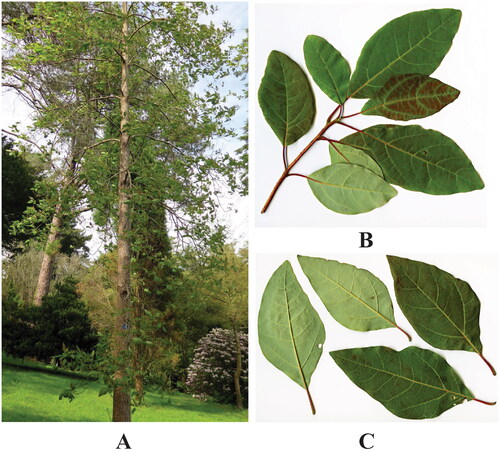 Figure 1. Morphology features of Sassafras randaiense. (A) Individual of S. randaiense; (B) young branch; (C) petiolate leaf. The photos of S. randaiense were taken from the website Trees and Shrubs Online (Trees and Shrubs Online Citation2024). S. randaiense is a deciduous tree with medium size (20–25 m tall). The leaves (10–15 cm long and 5–6 cm broad) have an acute apex, and are acute or obtuse at base. The flowers are bisexual, and their third-whorl anthers are extrorse, resembling a typical hermaphroditic flower. The fruits are globose (6–7 mm), with thick pedicel.