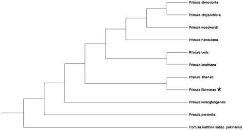 Figure 1. Maximum likelihood phylogenetic tree of 11 species in Primulaceae based on whole chloroplast genome data. Primula filchnerae is marked by a star. Bootstrap support values are shown above each branch.