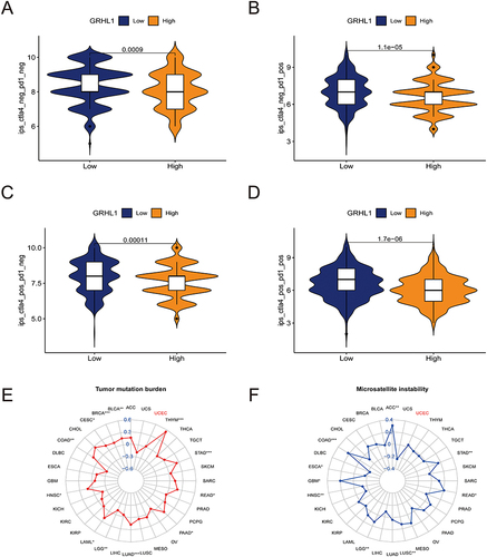 Figure 7 Correlation analysis of GRHL1 expression with TMB and MSI and evaluation of immunotherapy. (A–D) Association of IPS with the GRHL1 expression in individuals with EC based on the TCIA database; CTLA4- PD1- (A), CTLA4- PD1+ (B), CTLA4+ PD1- (C), CTLA4+PD1+ (D). (E and F) Correlation analysis of GRHL1 expression with TMB (E) and MSI (F). (*p < 0.05; **p <0.01; ***p < 0.001).