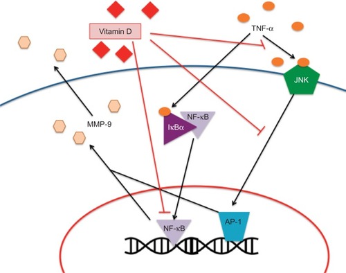 Figure 3 Potential effects of vitamin D on tendon inflammation and healing.Note: It has been shown that vitamin D decreases the production of MMPs, thus decreasing inflammation.Abbreviations: JNK, c-Jun N-terminal kinase; MMP, matrix metalloproteinases; NF-κB, nuclear factor-κB; TNF-α, tumor necrosis factor-α; IκBα, nuclear factor of kappa light polypeptide gene enhancer in B-cells inhibitor; AP-1, activator protein 1.