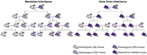 Figure 1. An idealized illustration of mendelian inheritance versus gene drive inheritance. Gene drives are often described as an exception to the conventional rules of inheritance first described in 1866 by a monk named Gregor Mendel. Under Mendelian inheritance (left), offspring have a 50% chance of inheriting a gene (d or D). With a gene drive (right), the offspring will almost always receive the targeted genetic element (shown in dark purple), the end results of which is the preferential increase of a specific genotype. The different shades of purple correspond to the different mouse genotypes (dd, Dd, DD, or gene drive). In this idealized illustration, the targeted genetic element is eventually present in 100% of the population, although this may not always occur. The number of generations and amount of time for a selfish genetic element (DNA sequences where inheritance is biased in their favor) to spread throughout a population will vary depending on the drive mechanism, the species, and a variety of environmental conditions.