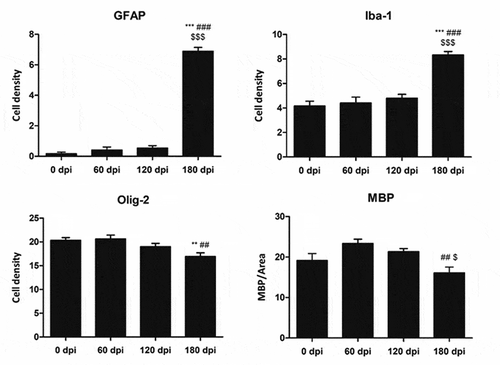 Figure 3. Quantification of GFAP-, Iba1- and Olig2-immunoreactive cells, and MBP densitometry (arbitrary units) per area at different dpi. Differences between inoculated groups at different incubation times are set at **p < 0.01, ***p < 0.001 vs. 0 dpi; ## p < 0.01, ### p < 0.001 vs. 60 dpi; and $ p < 0.05, $$$ p < 0.001 vs. 120 dpi