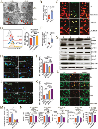 Figure 4. Autophagy is critical to LPA-induced adhesion of dMφ in decidua. (a) Autophagic structures under transmission electron microscopy in pMo (n = 6) and dMφ (n = 6). (b) Numbers of autophagic structures in (a). (c) DALGreen for autophagy detection of M0 macrophages dyed with PKH26 red fluorescence and treated with vehicle, rapamycin, LPA (5 μM or 10 μM) for 48 h. (d and e) Flow cytometry assays for autophagy detection of M0 macrophages treated with vehicle or LPA (5 μM or 10 μM) for 48 h. (f) Transcription level of DDIT4 in pMo (n = 8) and dMφ (n = 8) by RT-PCR. (g) Western-blot for DDIT4, RHEB, ATG13, BECN1, LC3I/II or SQSTM1 of M0 macrophages treated with LPA (10 μM) for 0, 6, 12 or 24 h. (h-k) Immunofluorescence detection for MTOR and MAP1LC3B expression of M0 macrophages treated with LPA (10 μM) for 0, 6, 12 or 24 h. (l and m) Adhesion assays for control, LPA-treated (10 μM for 24 h), 3-MA-treated (10 mM for 24 h) or both 3-MA (10 mM for 24 h-pretreatment) and LPA-treated (10 μM for 24 h) PKH-26-labeled red-fluorescent dMφ to green-fluorescent DSCs (n = 5). (n) Flow cytometry assays for adhesion molecule expression of control, LPA-treated (10 μM for 24 h) or 3-MA (10 mM for 24 h-pretreatment) and LPA-treated (10 μM for 24 h) dMφ. Data were presented as mean ± SEM or median and quartile and analyzed by t test, Mann-Whitney U test or one-way ANOVA test. *P < 0.05, **P < 0.01, ***P < 0.001, ****P < 0.0001, NS: no significance.