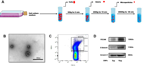 Figure 1 Identification of endothelial microparticles (EMPs). (A) Flowchart of EMPs isolation. (B) Transmission electron microscopy (TEM) of EMPs released from human pulmonary microvascular endothelial cells (HPMVECs), scale bar: 500nm; (C) Flow cytometry (FCM) of EMPs, standard fluorescent beads of 0.1µm and 1 µm were used to define the gate; (D) Western blotting for specific biomarkers of EMPs (PECAM, E-selectin and Annexin V).