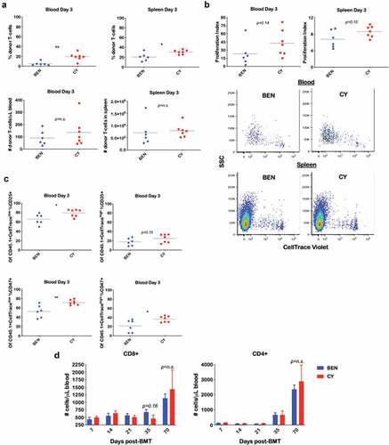 Figure 3. BEN-TBI does not result in appreciable donor T-cell phenotypic differences post-transplant when compared to CY-TBI. (a–c) BALB/c recipient mice received 40 mg/kg BEN iv or 200 mg/kg CY ip on day −2, 400 cGy TBI on day −1, and 107 TCD-BM from naïve C57BL/6 mice with 3 × 106 CellTrace Violet-stained tT from naïve BoyJ mice on day 0. Blood and spleen were collected on day +3. (a) % donor T-cells (CD45.1+) was determined by flow cytometry. Using CBCs determined by HemaVet analysis, absolute number of donor T-cells was calculated. (b) After gating on CD45.1+ cells (representing donor T-cells), CellTrace Violet dilution was analyzed using ModFit software to determine proliferation index. Representative CellTrace Violet dilution is shown. (c) Within the CD45.1+ gate, cells were stratified by CellTracehigh (non- proliferative) and CellTracelow (proliferative) and CD25 and CD47 expression were analyzed by flow cytometry. Pooled data from 2 experiments with line at mean are shown, n = 6–7 mice/group. * p < .05, ** p < .01. (d-g) BALB/c recipient mice received 40 mg/kg BEN iv or 200 mg/kg CY ip on day −2, 400 cGy TBI on day −1, and 107 BM with 3 × 106 SC from naïve C57BL/6 mice on day 0. Peripheral blood was collected on days +7, +14, +21, +35, and +70 and stained for CD8, CD4, Tbet, GATA3, RORγt, CD134, CD278, PD-1, TIM3, CTLA-4, and CD272. CBCs were determined and used to calculate absolute cell numbers. Average absolute numbers of cells per μL of blood are shown with SEM. Representative flow plots from day +7 with fluorescence minus one (FMO) controls are shown (e). (d) Pooled data from 4 experiments are shown, n = 19 mice/group. (e-g) Pooled data from 2 experiments are shown, n = 10 mice/group. ** p < .01.