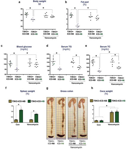 Figure 2. Vancomycin treatment improves body weight and metabolic markers of mice with hyperbilirubinemia. Dot plots represent (a) body weight, and (b) fat pad weight expressed as percent body weight. (c) Fasting (15 h) blood glucose levels. Lipids were analyzed in serum obtained from 5 h fasted mice. The serum concentration of (d) triglycerides (TGs), and (e) total cholesterol (TC). (f) Spleen weight normalized to body weight. (g) Images display gross morphology of ceca and colon. (h) Cecum weight normalized to body weight. Data are representative of six mice per group. Error bars indicate mean ± SEM. ANOVA, *p < .05.
