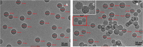 Figure 1. TEM images of samples prepared from (A) P4VP-b-PS nanoparticles;(B) Fe3+@ P4VP-b-PS nanoparticles and (C) Enlargement of the picture in the box (Note: The molar ratio of Fe3+ with respect of pyridyl groups of P4VP is 1:10).