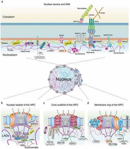 Figure 1. Summary of plant key regulators at the nuclear envelope involved in genome organization and regulation of gene expression. (a) The plant nuclear periphery mostly features a high concentration of heterochromatin regions with repressive epigenetic marks, termed plant lamina-associated domains (PLADs). Plant nucleoskeleton four CRWN proteins are responsible for chromatin tethering as well as association with chromatin regulators (e.g. H3K27me3, PRC2, SWI/SNF, NTL9, and ABI5). KAKU4 is another plant potential nucleoskeleton component. Plant INM resides some conserved proteins (e.g. MAN1, PNET2s, and SAD/UNC homology (SUNs)), as well as plant-specific components (e.g. NEAPs, GIPs, and OPENER), and is involved in multiple aspects of genome activity regulation. The nuclear basket (b), the core scaffold (c), and the membrane ring (d) of the NPC encompass distinct nucleoporins that are associated with underlying chromatin and/or chromatin-associated complexes. The speculative connections at the NE are highlighted in red dashed lines (b, d), including nucleoporins with the underlying nucleoskeleton, chromatin, and RNA; nuclear membrane constituents with the NPC.