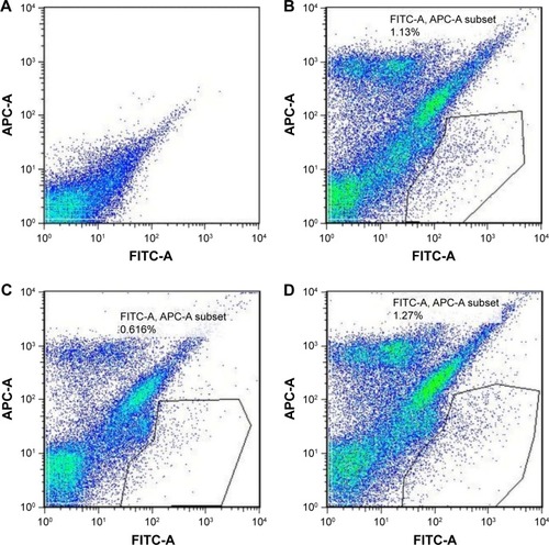 Figure 5 Selected bivariate scatter plots of lung cell suspension in experimental groups by flow cytometry.Notes: Anti-CD31 and anti-CD45 antibodies were labeled with fluorescent APC and anti-Sca-1 antibody with fluorescent FITC. The percentage of CD31−CD45−Sca-1+ population in single-cell suspension from the whole lung is indicated by the polygon drawn by the black line. (A) Blank control without fluorescent antibody; (B) PBS group; (C) CSE group; (D) CSE + adenovirus group. Autofluorescence of lung tissues was also confirmed.Abbreviations: FITC, fluorescein isothiocyanate; FITC-A, antibody with fluorescein isothiocyanate; PBS, phosphate-buffered saline; CSE, cigarette smoke extract.