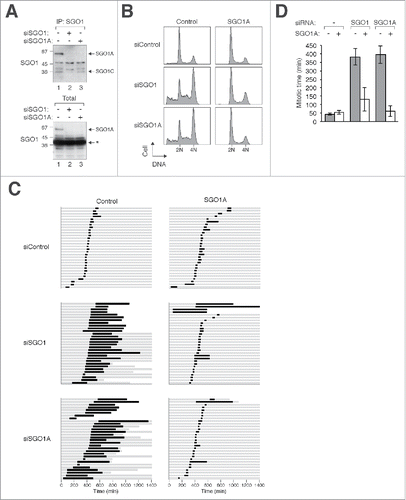 Figure 2. Specific depletion of SGO1A induces mitotic defects. (A) Depletion of SGO1A. Cell-free extracts of HeLa cells transfected with siSGO1 or siSGO1A were subjected to immunoprecipitation with a mouse monoclonal antibodies against SGO1. The immunoprecipitates were immunoblotted with rabbit antibodies against SGO1. SGO1A and SGO1C could not be detected together in the total lysates (bottom panel) because of a cross-reactive band recognized by the anti-SGO1 antibodies (asterisk). The positions of molecular size standards (in kDa) are indicated. (B) Depletion of SGO1A promotes G2/M arrest. Control HeLa or HeLa stably expressing FLAG-EGFP-SGO1A were transfected with control siRNA, siSGO1, or siSGO1A. After 24 h, the cells were fixed and the cell cycle profile was analyzed with flow cytometry. (C) Mitotic defects are induced by siSGO1A. HeLa cells expressing histone H2B-mRFP alone or both histone H2B-mRFP and FLAG-EGFP-SGO1A were transfected with either control siRNA or siSGO1A. The cells were synchronized at S phase with thymidine block and released. Individual cells were then tracked for 24 h with time-lapse microscopy. Each horizontal bar represents one cell (n = 30). Gray: interphase; black: mitosis (from DNA condensation to anaphase); truncated bars: cell death. (D) SGO1A rescues the mitotic defects induced by siSGO1A. Cells were transfected and imaged as in (C). The length of mitosis was quantified (mean±90% CI).