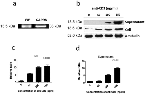 Figure 3. Expression of prolactin-induced protein (PIP) in CD4+ iNKT cells and their culture supernatant. (a). RT-PCR, (b). Western blot, (c). relative expression of PIP and (d). secreted levels of PIP, according to the concentration of anti-CD3 Ab. GAPDH: glyceraldehyde 3-phosphate dehydrogenase