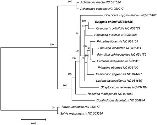 Figure 1. The phylogram tree recovered from 18 complete chloroplast genome sequences by RAxML. Their accession numbers can be found after the species names.