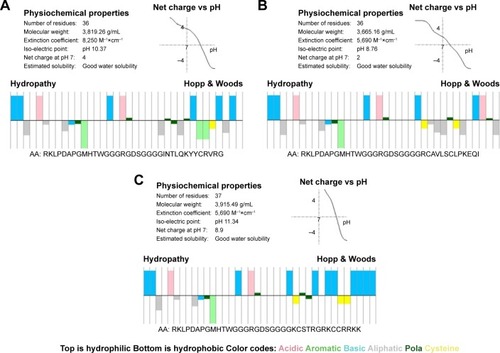 Figure 1 (A–C) Molecular characteristics of the peptides (TBP-1-RGDS-hBD3-1, TBP-1-RGDS-hBD3-2, and TBP-1-RGDS-hBD3-3) showing amphipathic properties (top: hydrophilic; bottom: hydrophobic).