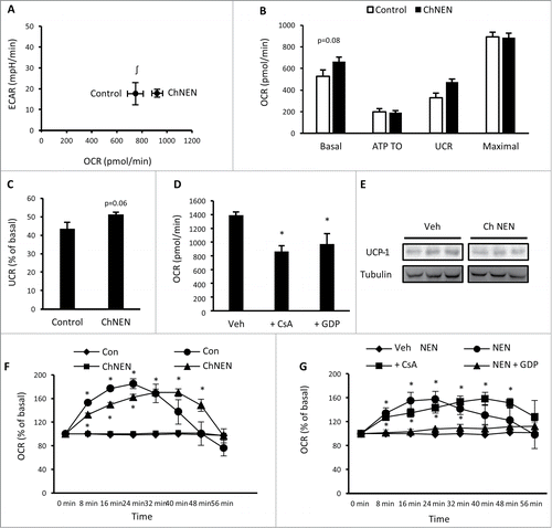 Figure 4. Chronic norepinephrine exposure in 3T3-L1 adipocytes. (A) Cellular bioenergetics measured by cellular oxygen consumption rate (OCR) and extracellular acidification rate (ECAR) in 3T3-L1 adipocytes treated with vehicle (H2O; Control) or 1 μM norepinephrine for 48 hrs (ChNEN). (B) Mitochondrial function represented by basal mitochondrial respiration (basal), respiration due to ATP turnover, uncoupled respiration (UCR) and maximal respiratory capacity in Control and ChNEN 3T3-L1 L1 adipocytes. (C) Uncoupled respiration as a percentage of basal mitochondrial respiration in in Control and ChNEN 3T3-L1 adipocytes. (D) Basal cellular oxygen consumption rate (OCR) in Control and ChNEN 3T3-L1 adipocytes that were co-treated with vehicle (0.1% DMSO), 100 μM GDP or 5 μM CsA in the final 24 hrs. (E) Total UCP-1 and tubulin protein in Control and ChNEN 3T3-L1 L1 adipocytes. (F) OCR immediately following acute exposure to vehicle (H2O) or norepinephrine (1 μM) in Control and ChNEN 3T3-L1 adipocytes. (G) OCR immediately following acute exposure to vehicle (H2O) or norepinephrine (1 μM) in Control and ChNEN 3T3-L1 adipocytes that were co-treated with vehicle (0.1% DMSO), 100 μM GDP or 5 μM CsA in the final 24 hrs. Data are represented as mean ± SEM, n = 6 biological replicates per group. ∫ Denotes significantly different from Control cells for OCR. * Denotes significantly different from vehicle treated and control cells.